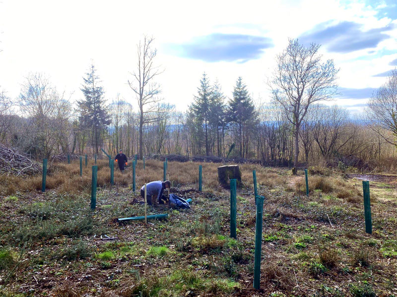 600 trees