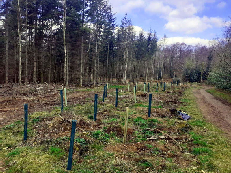 Tree planting